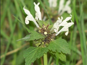 Lamium bifidum / Falsa-Ortica bifida